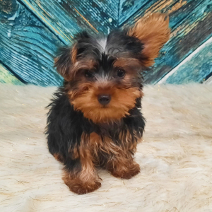 Yorkshire Terrier Puppy Rocky