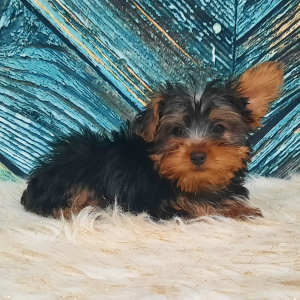 Yorkshire Terrier Puppy Rocky