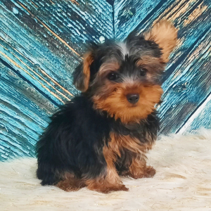 Yorkshire Terrier Puppy Rocky