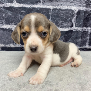 Beagle Puppy Rocco