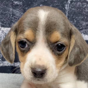 Beagle Puppy Rocco