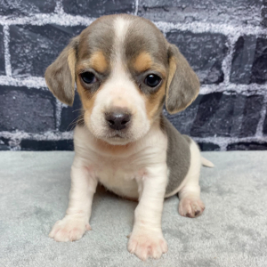 Beagle Puppy Rocco