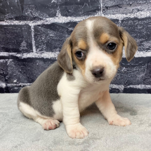 Beagle Puppy Rocco