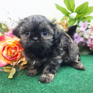 Shih Tzu Puppy Diesel
