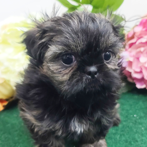 Shih Tzu Puppy Diesel