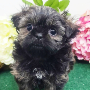Shih Tzu Puppy Diesel