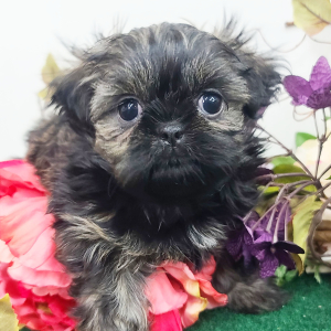 Shih Tzu Puppy Diesel