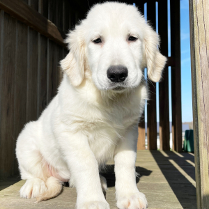 Golden Retriever Puppy Luci