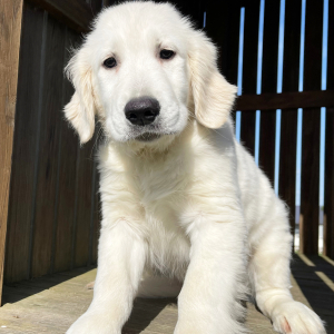 Golden Retriever Puppy Luci