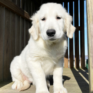 Golden Retriever Puppy Luci