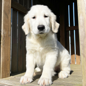 Golden Retriever Puppy Luci