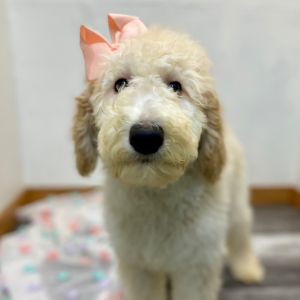 Poodle Puppy Elinor
