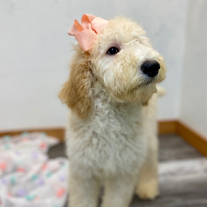 Poodle Puppy Elinor