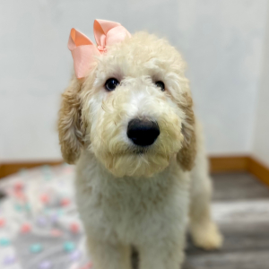 Poodle Puppy Elinor