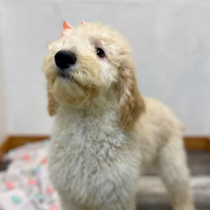 Poodle Puppy Elinor