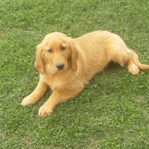 Golden Retriever Puppy Zia