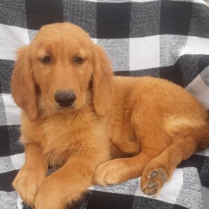 Golden Retriever Puppy Zia