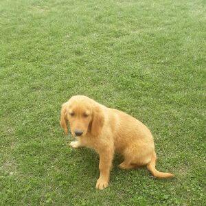 Golden Retriever Puppy Zia
