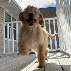 Goldendoodle Puppy Heather