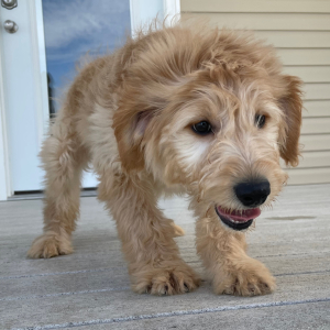 Goldendoodle Puppy Heather