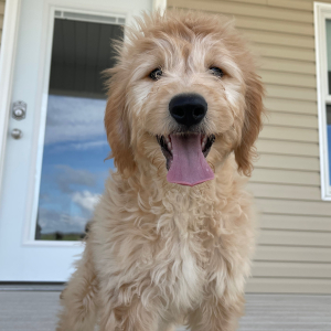 Goldendoodle Puppy Heather