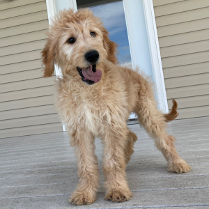 Goldendoodle Puppy Heather