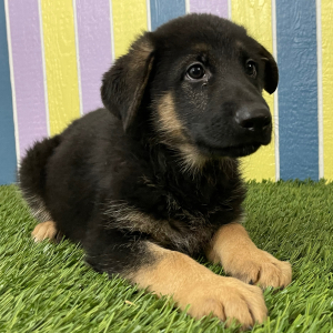 German Shepherd Dog Puppy Ashley
