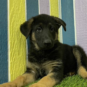German Shepherd Dog Puppy Ashley