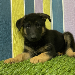 German Shepherd Dog Puppy Ashley