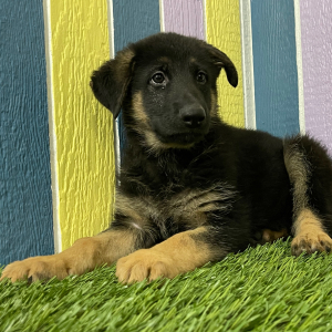 German Shepherd Dog Puppy Ashley