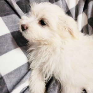 Pomapoo Puppy Jackson