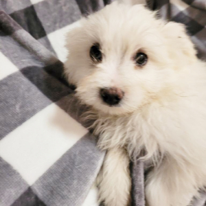 Pomapoo Puppy Jackson