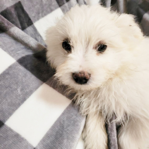Pomapoo Puppy Jackson