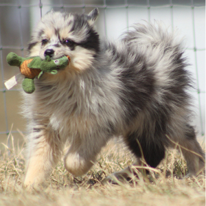 Pomsky Puppy Pennsylvania