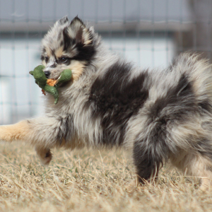Pomsky Puppy Pennsylvania