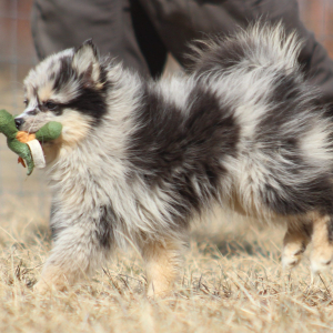 Pomsky Puppy Pennsylvania