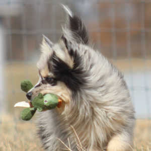 Pomsky Puppy Pennsylvania