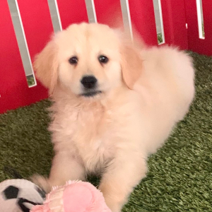 Golden Retriever Puppy Iris