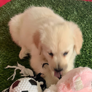 Golden Retriever Puppy Iris