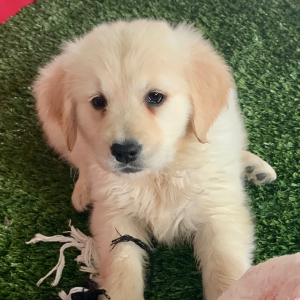 Golden Retriever Puppy Iris