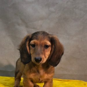Dachshund Puppy Joplin
