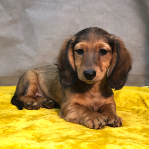 Dachshund Puppy Joplin