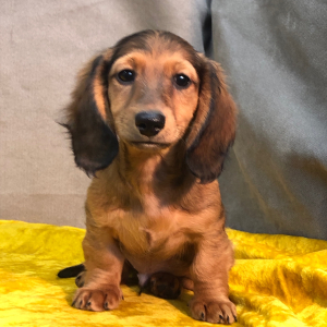 Dachshund Puppy Joplin