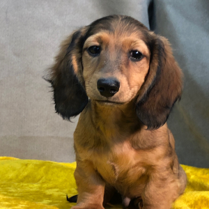 Dachshund Puppy Joplin