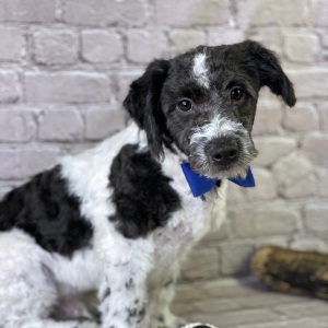 Aussiedoodle Puppy Hugh