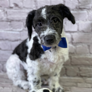 Aussiedoodle Puppy Hugh