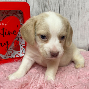 Beagle Puppy Mia