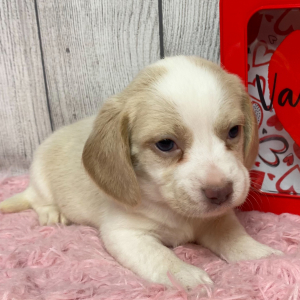 Beagle Puppy Mia