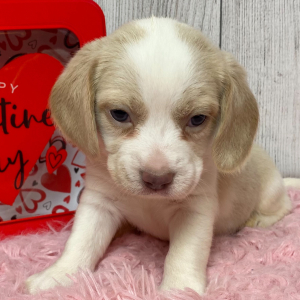 Beagle Puppy Mia