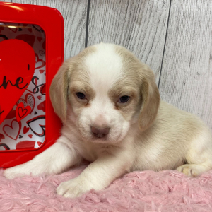 Beagle Puppy Mia